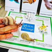 jeux éducatifs vie d'un escargot